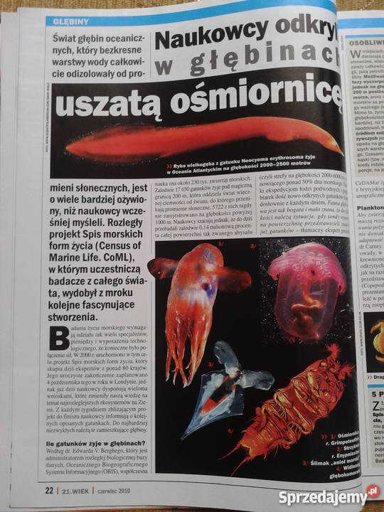 21 WIEK 6 2010 BROŃ W WALCE Z ŁUSZCZYCĄ sprzedam