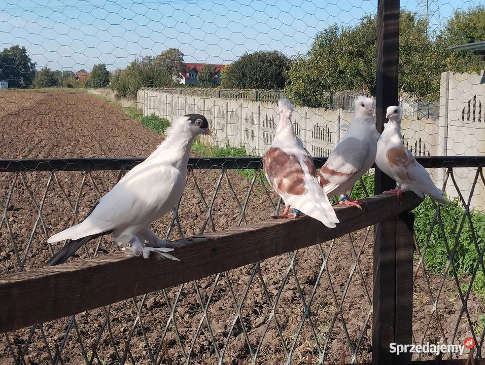 MEWKI para wysyłam Ptaki Głogów sprzedam