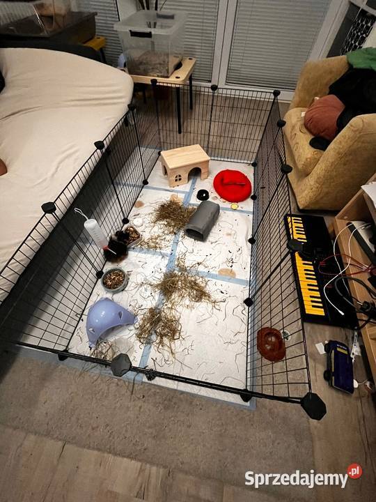 Stabilny kojec królika wybieg gryzoni wysoka wielkopolskie Gostyń sprzedam