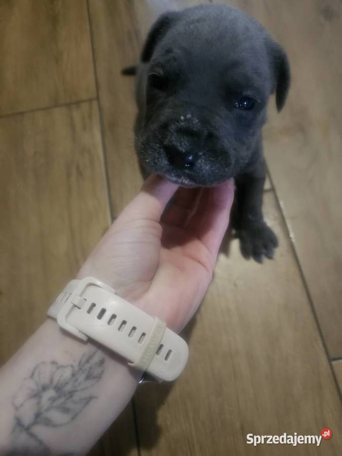 Szczenięta Cane Corso Cane Corso Łubno