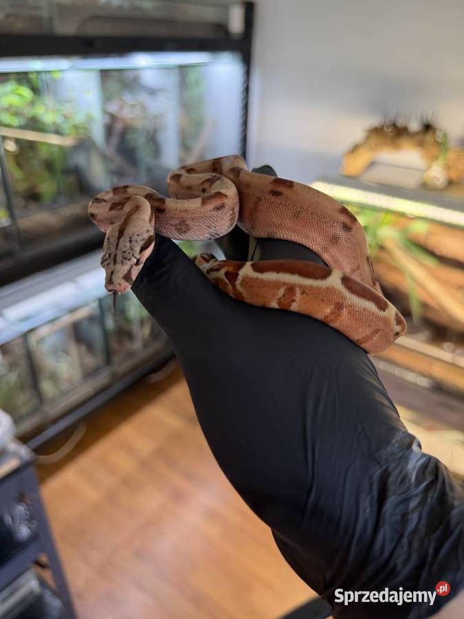 Boa imperatorBoa cesarski Wążgad zwierzę Gady i płazy Sosnowiec