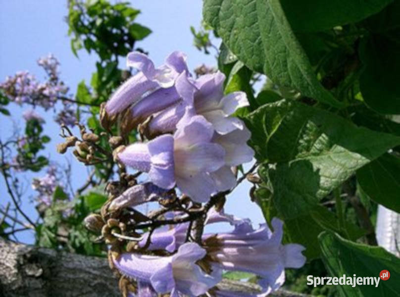 PAULOWNIA PUSZYSTA Paulownia tomentosa NASIONA Lubanie sprzedam