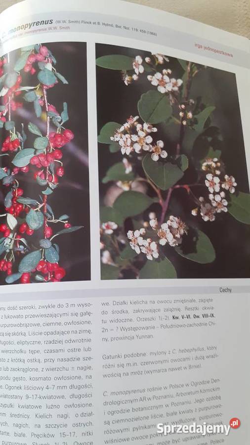 Irgi uprawiane w Polsce twarda zachodniopomorskie Szczecin