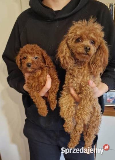 Pudel Pudelki red śląskie Częstochowa