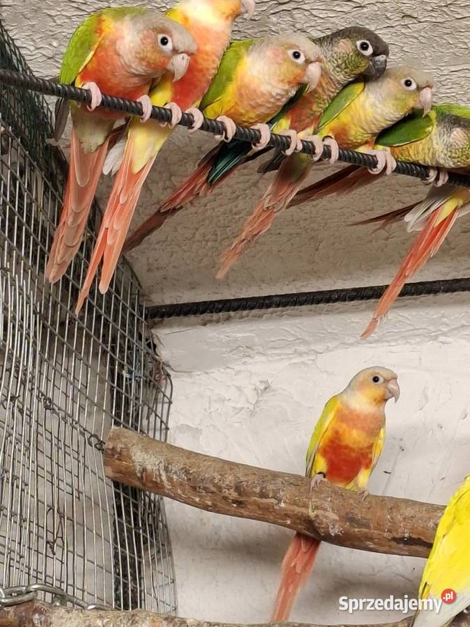 rudosterka zielonolica aleksandretta obrożna Bytom sprzedam