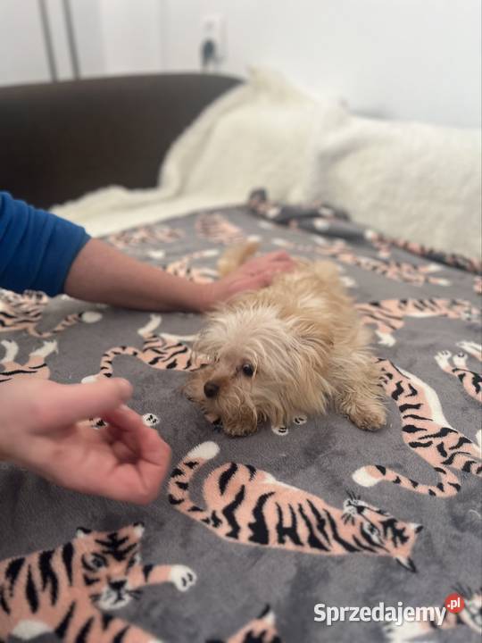 YORKSHIRE TERIER YORKI YORK CHOCO MERlE ZlOTY sprzedam