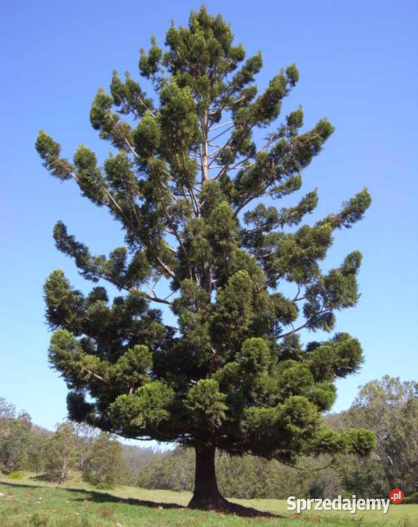 ARAUKARIA CUNNINGAMII Araucaria cunninghamii Lubanie