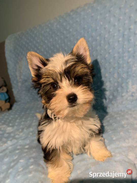 York biewer piękny samiec Gdynia