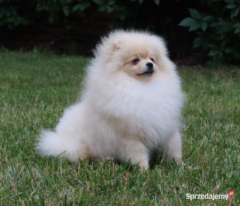 Nastolat sunia pomeranian Szpic miniaturowy Pleszew