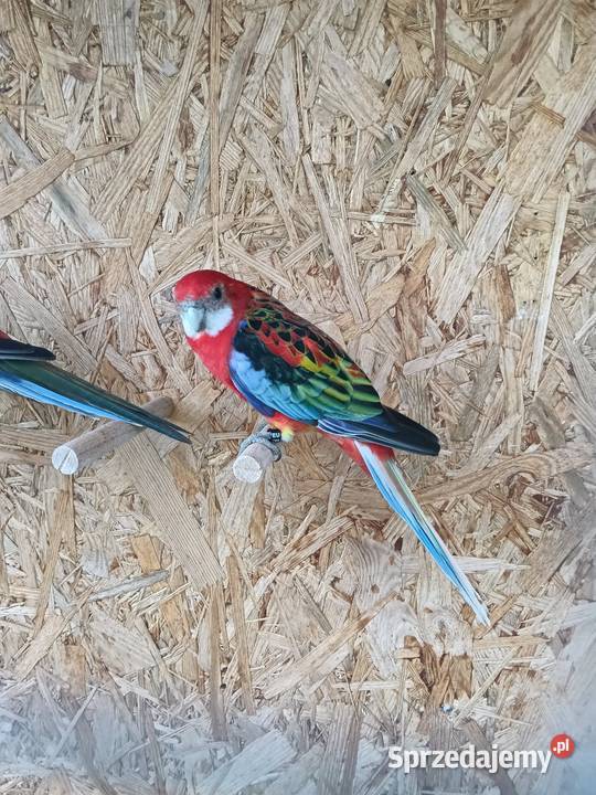 Papugi Rozella para Czubrowice