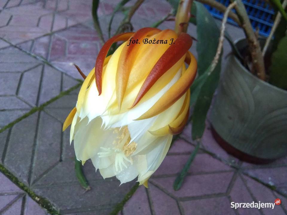 Epiphyllum epifilum kaktus Cooperi małopolskie Skawina