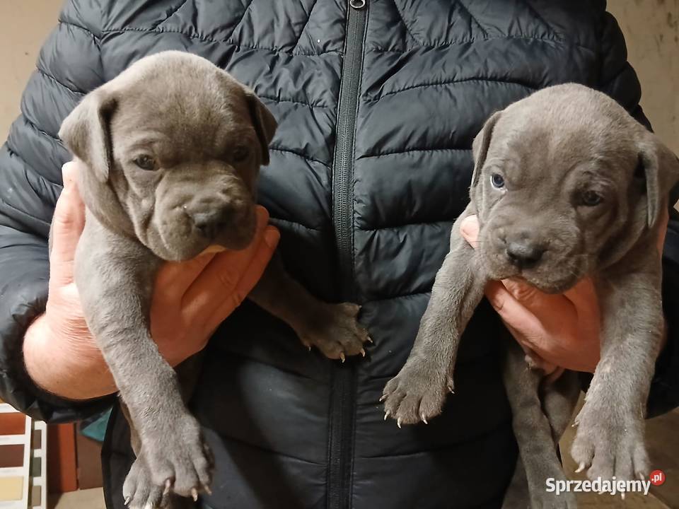 Alano Espanol szczenięta Świdnica Polska