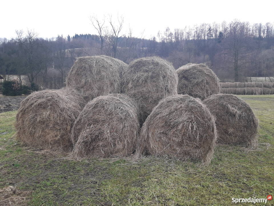 siano w belach Trzebieszowice Sprzedajemy.pl