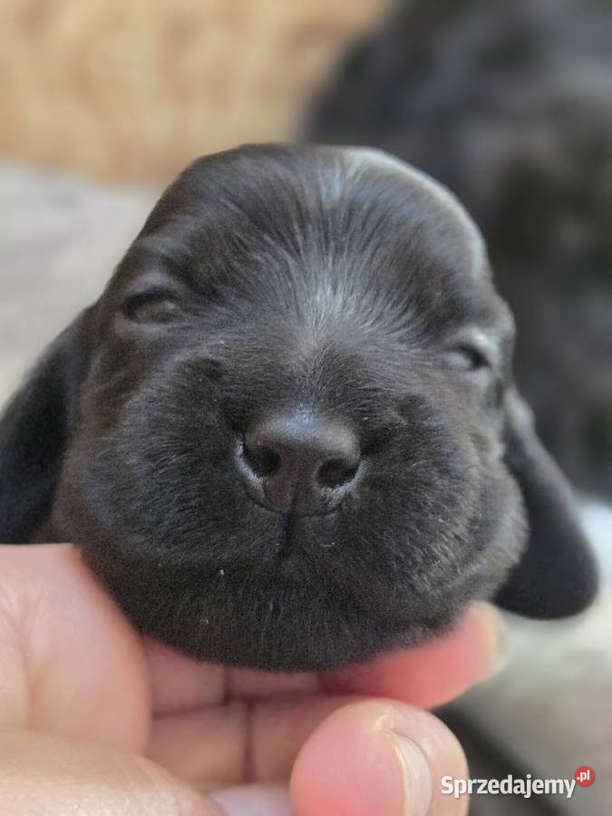 Cocker spaniel szczeniaki ZKwPFCI