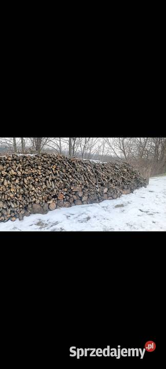 drewo Kazimierza Wielka