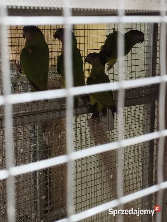 Afrykanki senegalskie 2025 Jasło