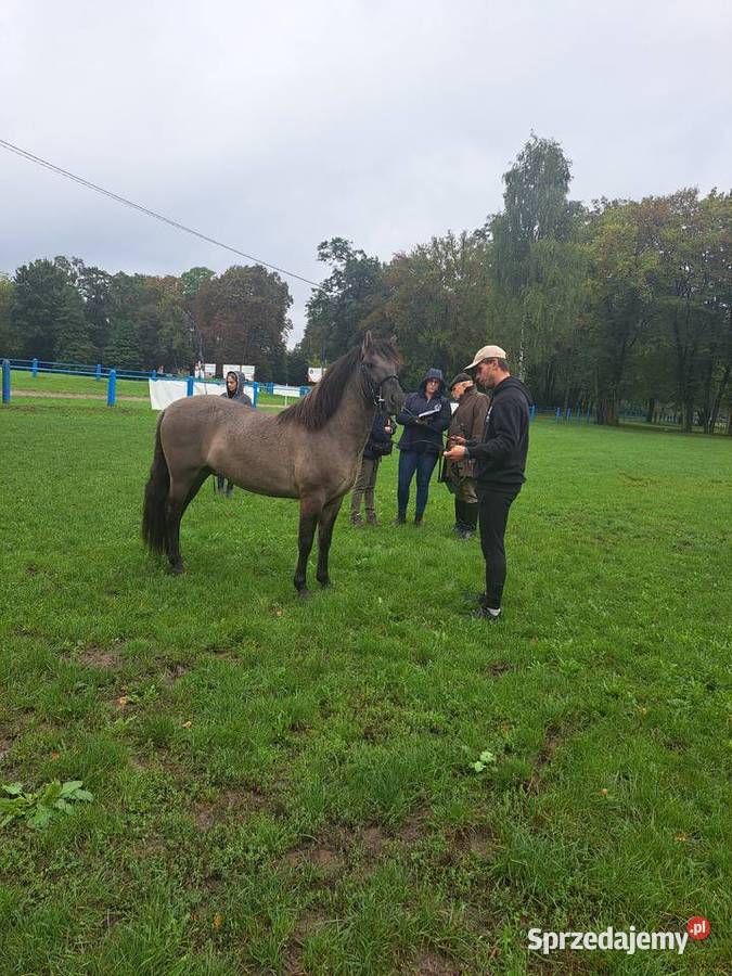 Konik polski klacz programowa źrebna