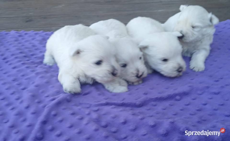 west highland white terrier szczeniak Dębica sprzedam