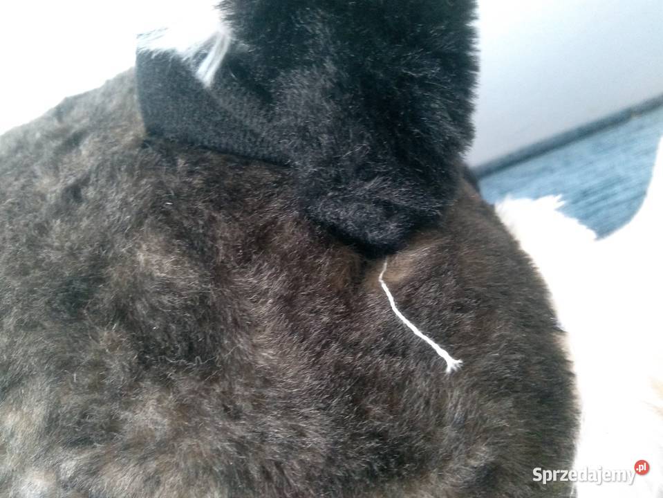 Maskotka pluszowa Struś The Petting Zoo Maskotki Białystok