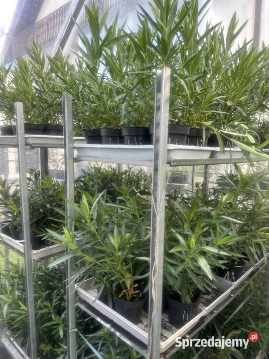 Sadzonki oleander Skawina