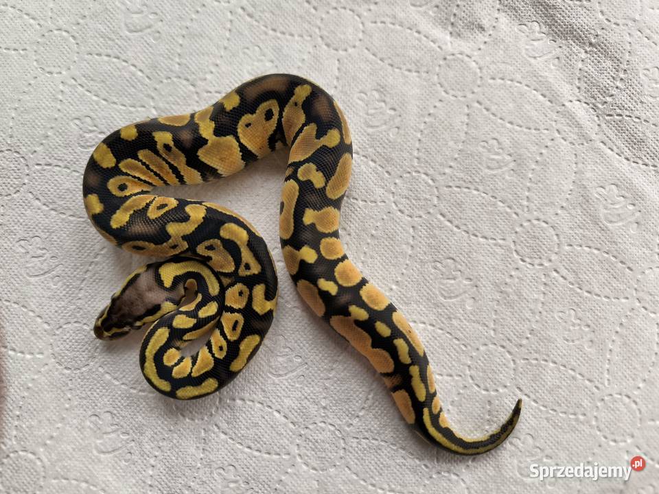 Pyton królewski Orange dream Pastel Fire poss Makowiec sprzedam