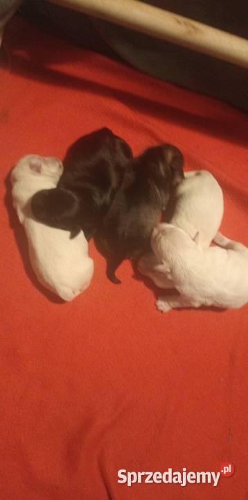 Sznaucerki szukają nowego domu