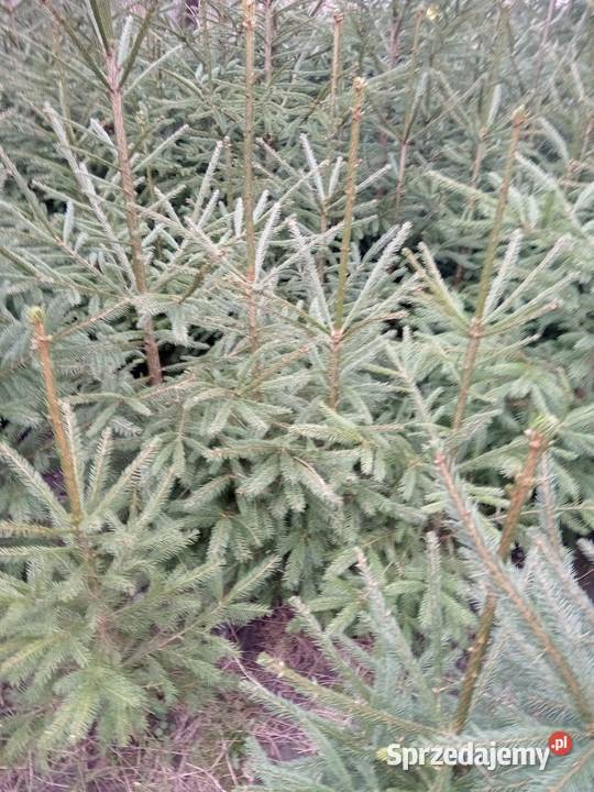 Sadzonki jodły pospolitej i świerka 44 Bełżyce