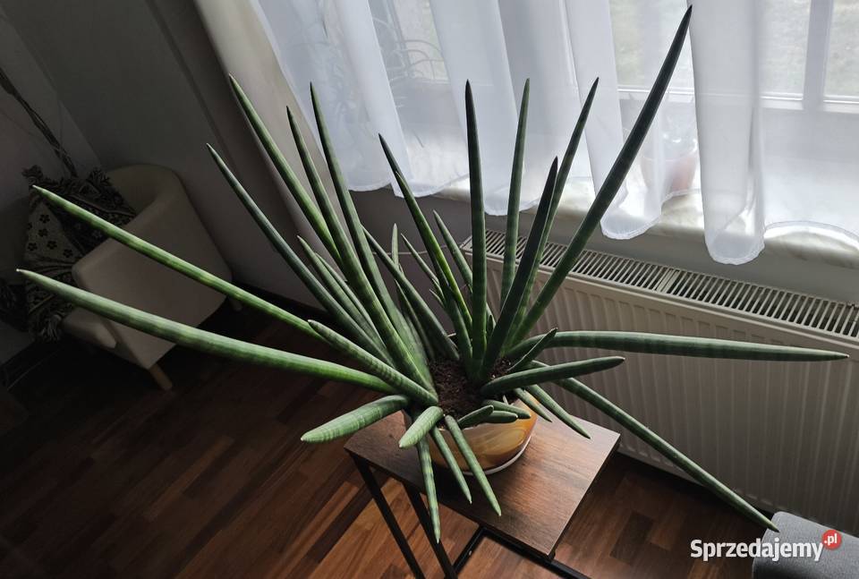 Sansevieria z donicą duża mazowieckie Warszawa