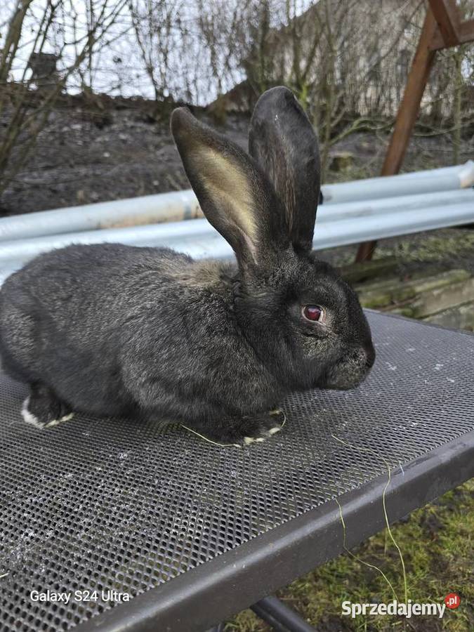 Króliki belgijskie i barany francuskie sprzedam