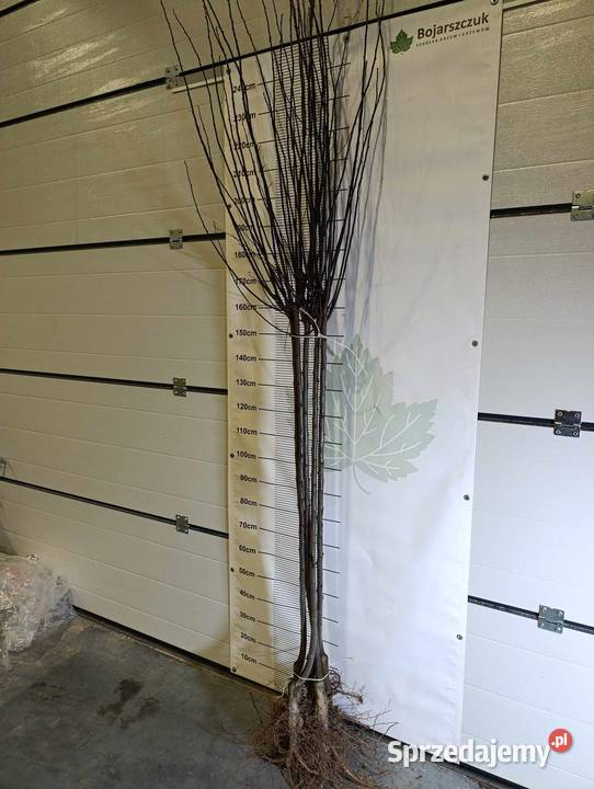 Śliwa wiśniowaPrunus cerasifera Pissardii Końskowola