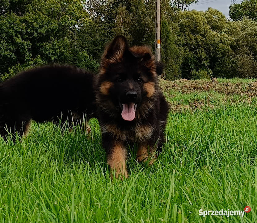 Owczarek niemiecki długowłosy SZCZENIĘTA FCI Kozy