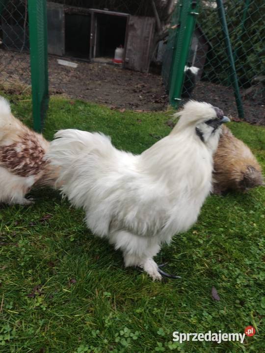 Kogut siłka Dąbrowa Górnicza