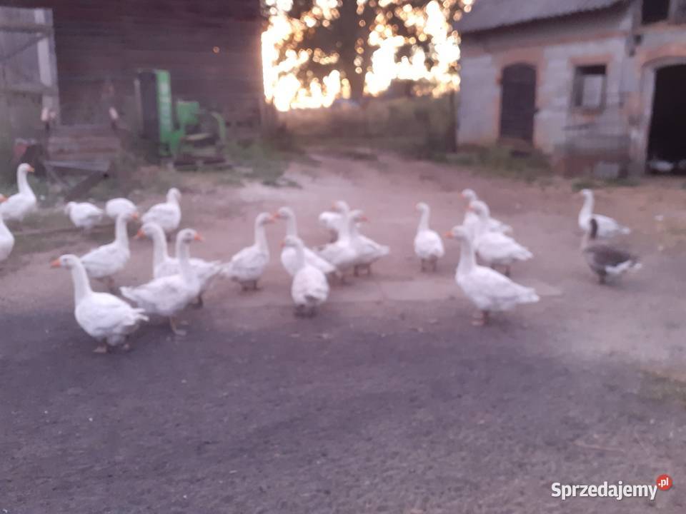Gęsi sprzedam Grodzisk Mazowiecki