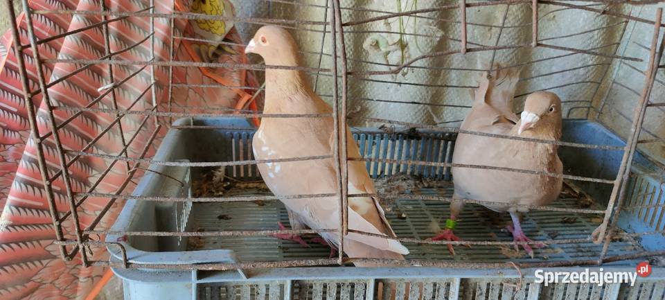 Golembie mulemansy żółte lubelskie