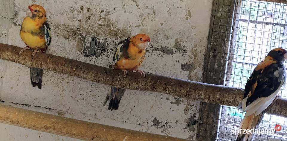 Rozele królewskie Wodzisław Śląski