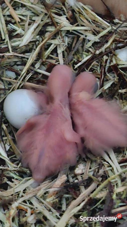 Kakadu różowe para lęgowa Ptaki Zakrzów Turawski