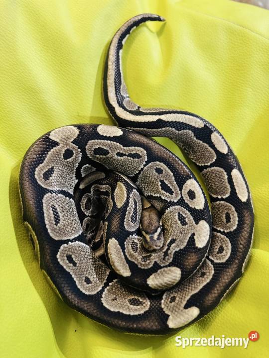 Dorosły samiec Pyton Królewski Classic śląskie Jastrzębie-Zdrój