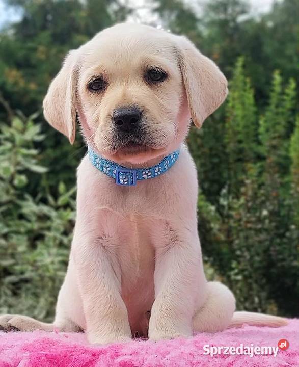 Labrador Retriever ZKwPFCI Szczenię suczka Nowe Miasto Lubawskie sprzedam