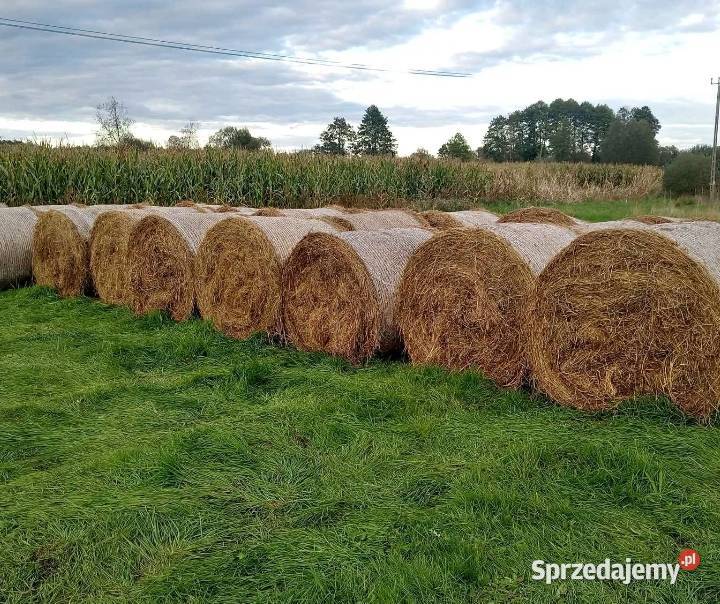 Siano 120120 Trawy, słoma Sompolno