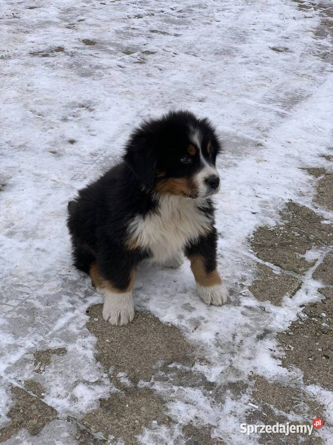 Berneński pies pasterski 25 miesiąca piesek Berneński Pies Pasterski