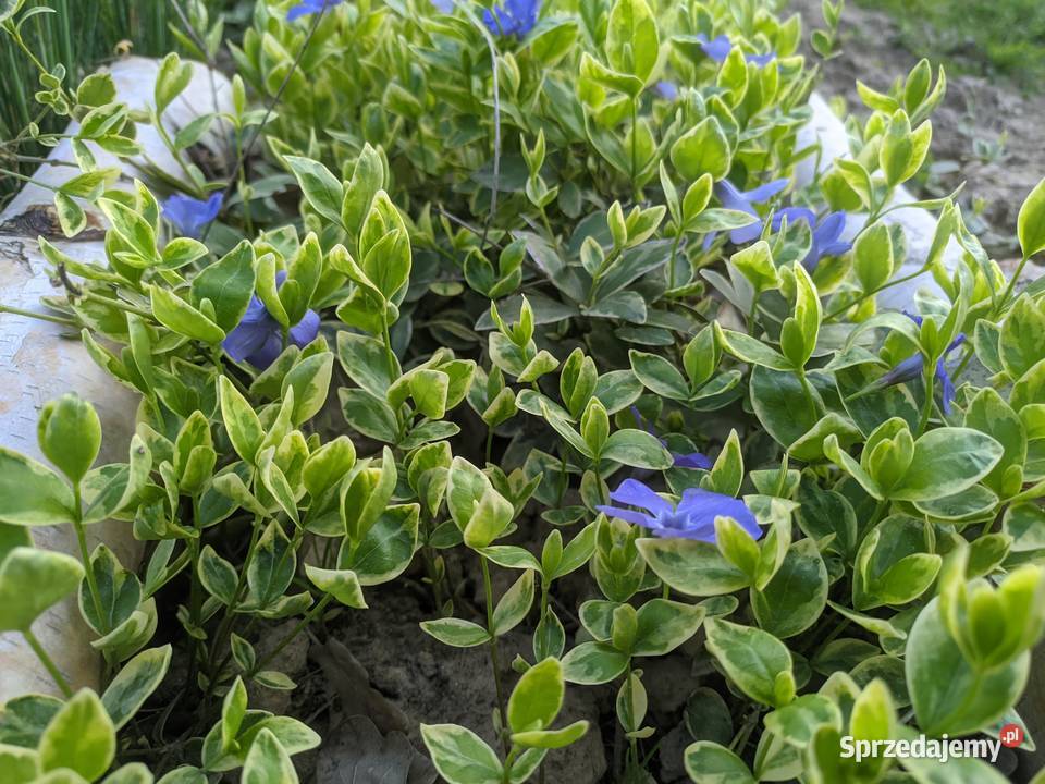 Barwinek z białą obwódką zimozielony Lublin sprzedam