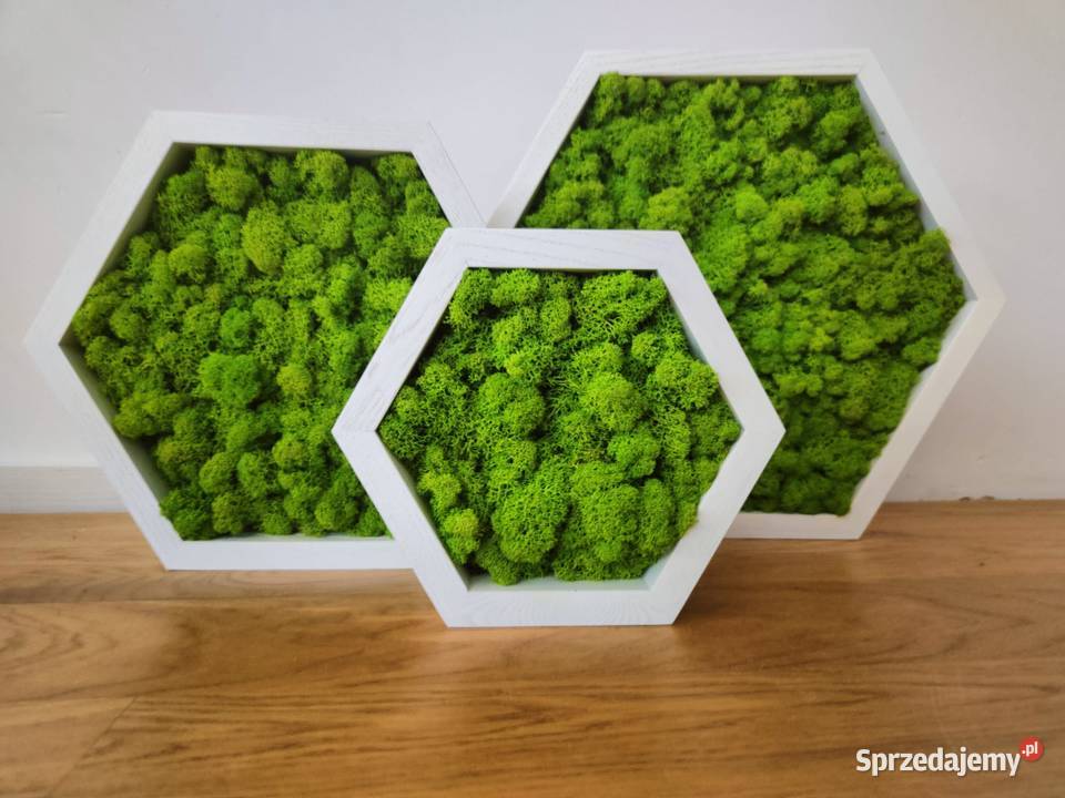 Ramka z drewna jesionowa HEXAGON mech chrobotek Dekoracje i ozdoby Wrocław
