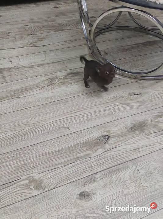 MINI Dziewczynka Chihuahua Gotowa Do Odbioru