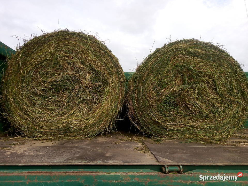 Sianokiszonka z lucerny Bądkowo