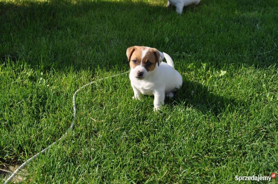 Jack Russell Terrier szczenięta Zamość lubelskie