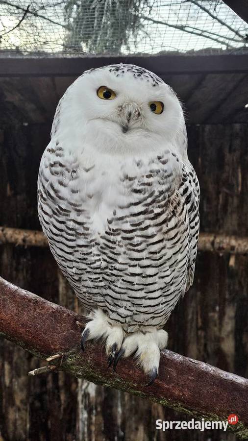 Sowa Puchacz Śnieżny Bubo scandiacus Młodzież Marklowice Górne