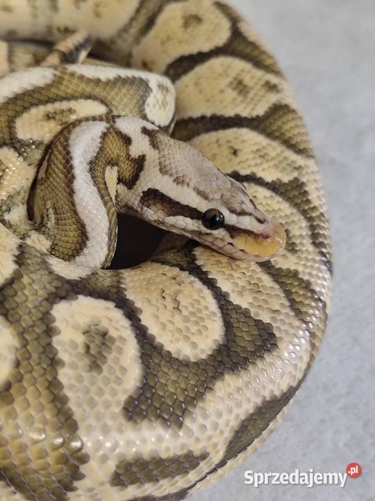 Dorosły samiec Firefly Hypo Gady i płazy Pruszków