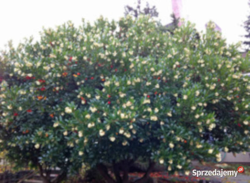 DRZEWO TRUSKAWKOWE sadzonki w doniczkach Ustronie sprzedam