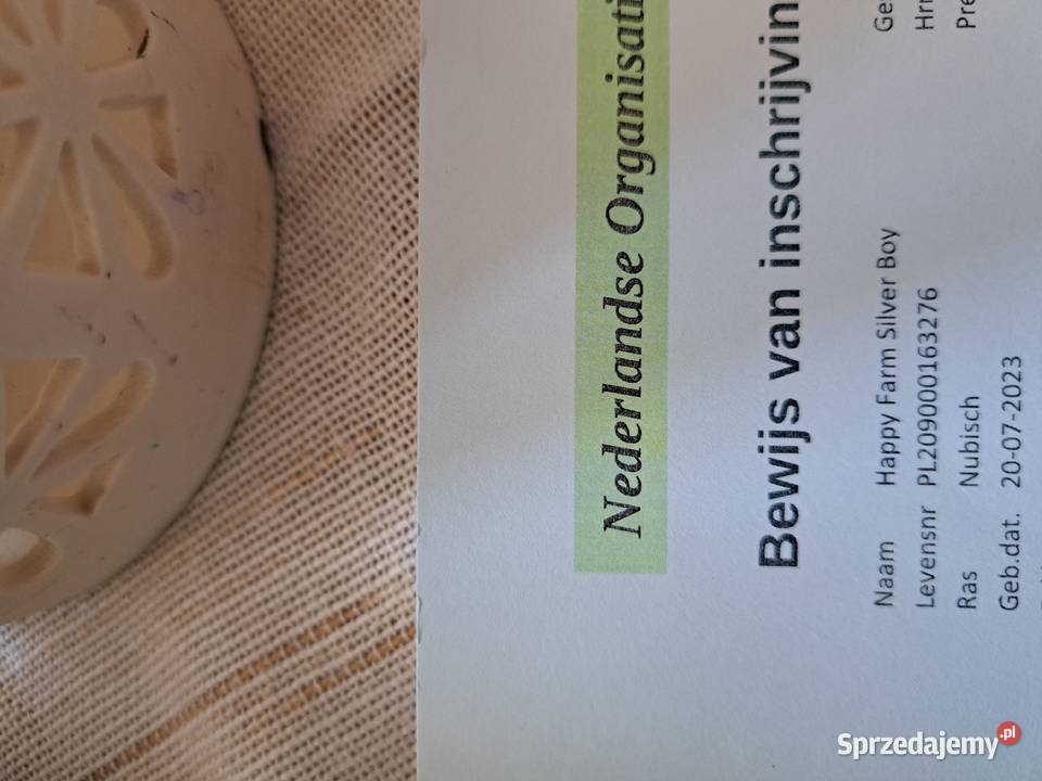 Roczny kozioł anglonubijski Kowalewo