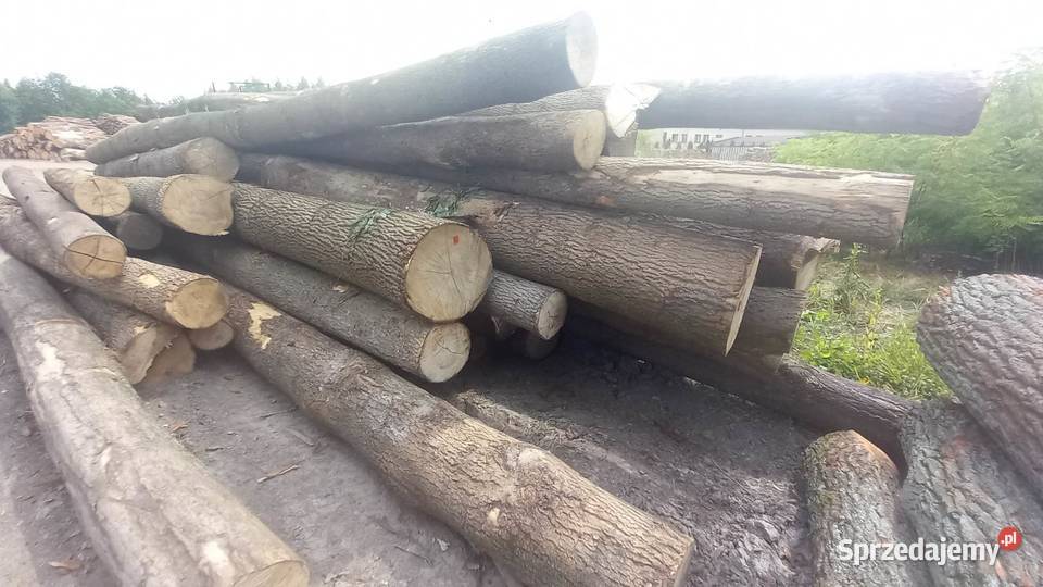 Sprzedam Jesion dłużyce Zgierz